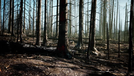 secuelas de un incendio forestal