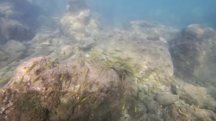 Stime af tropiske fisk, der svømmer omkring en stor sten på havbunden, og viser et mangfoldigt marineliv og akvatisk økosystem.