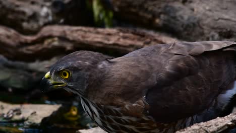 the crested goshawk is one of the most common birds of prey in asia and belonging to the same family of eagles, harriers