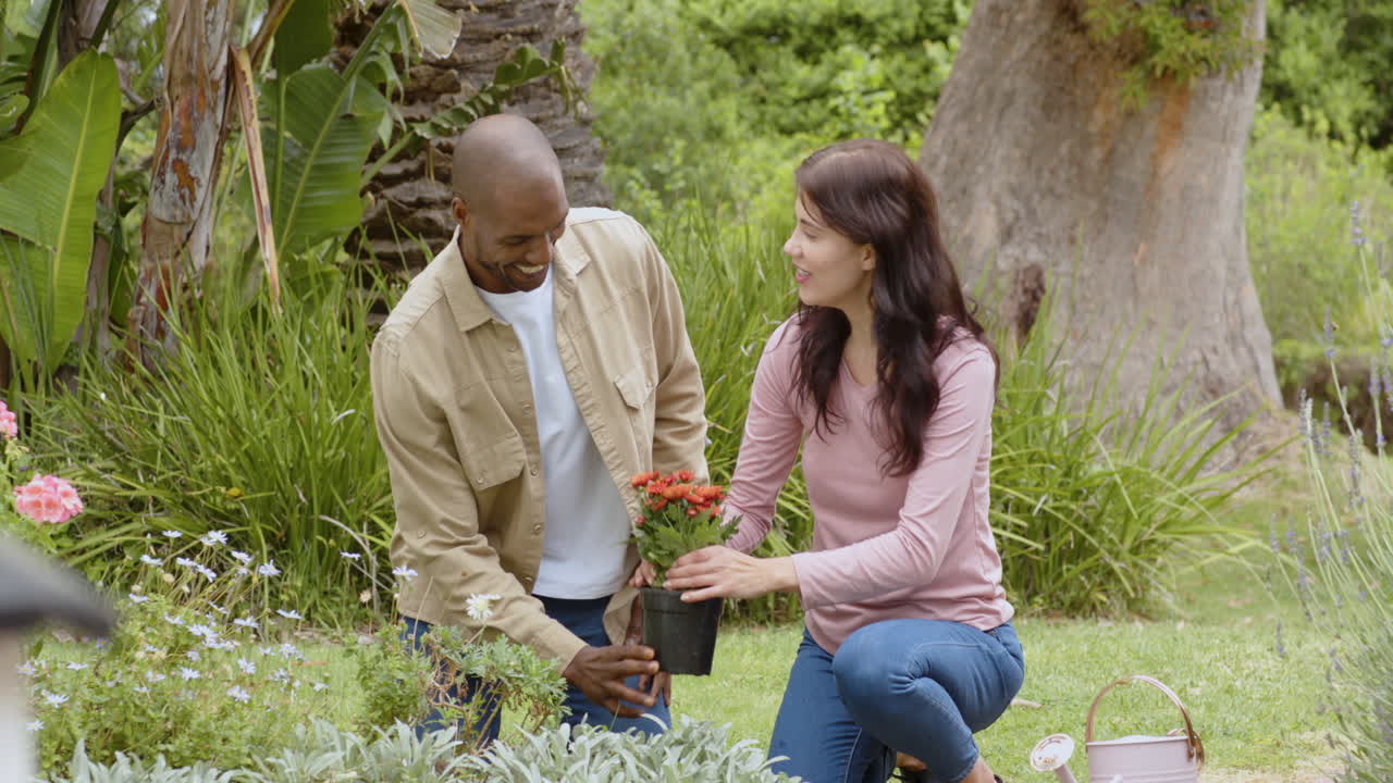 Diverse multiracial couple gardening together, planting flowers in lush green garden