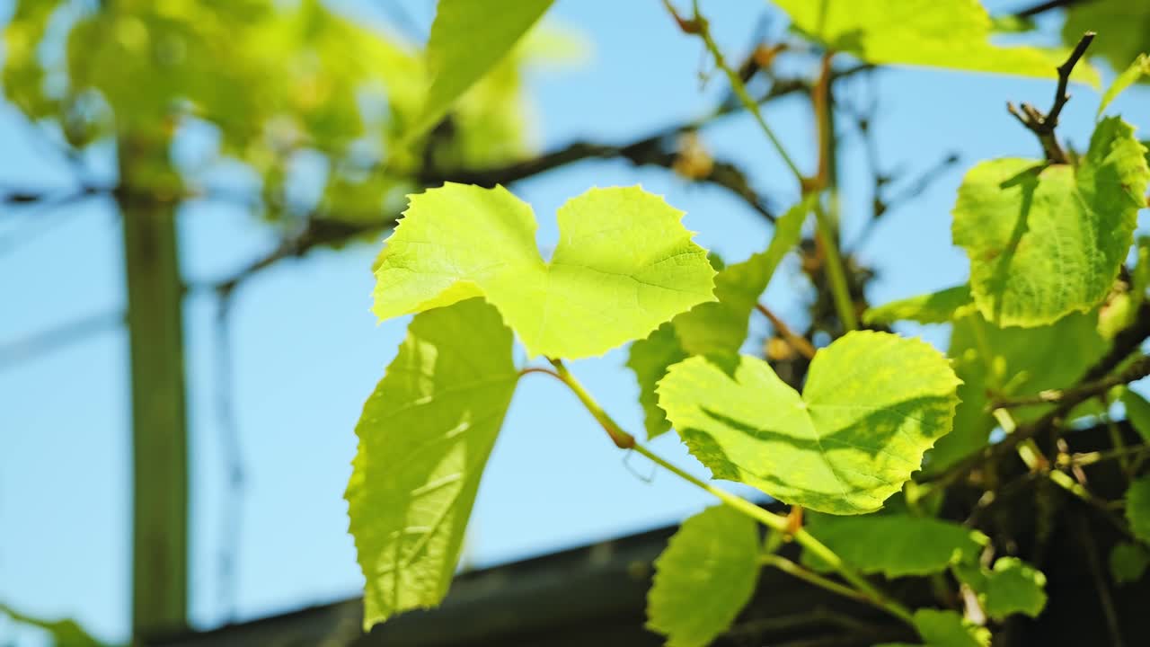 Soft breeze stirs vibrant grape leaves as sunlight glows through in slow motion