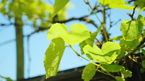 soft breeze stirs vibrant grape leaves as sunlight glows through in slow motion