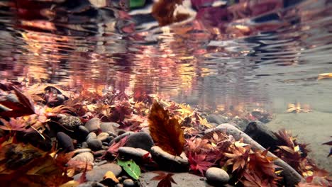 red and yellow foliage leaves swept under the water of crystal clear river