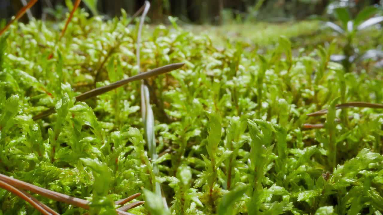 건조한 소나무 바늘이 초원의 젊은 잔디에 떨어지는 느린 움직임