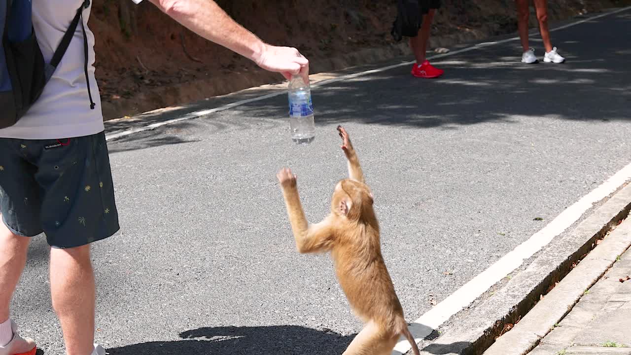 A playful monkey grabs a water bottle from a tourist at Khao Rang Viewpoint, captured in bright daylight