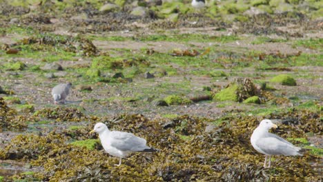 two seagulls forage among kelp and seaweed on a rocky coastal shore in natural daylight