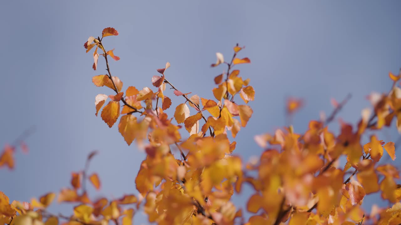 Golden-yellow birch tree leaves against the blue sky