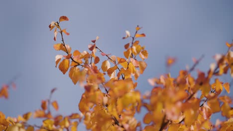 Golden-yellow birch tree leaves against the blue sky