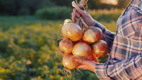 Farmer-holds-a-braid-of-ripe-onion