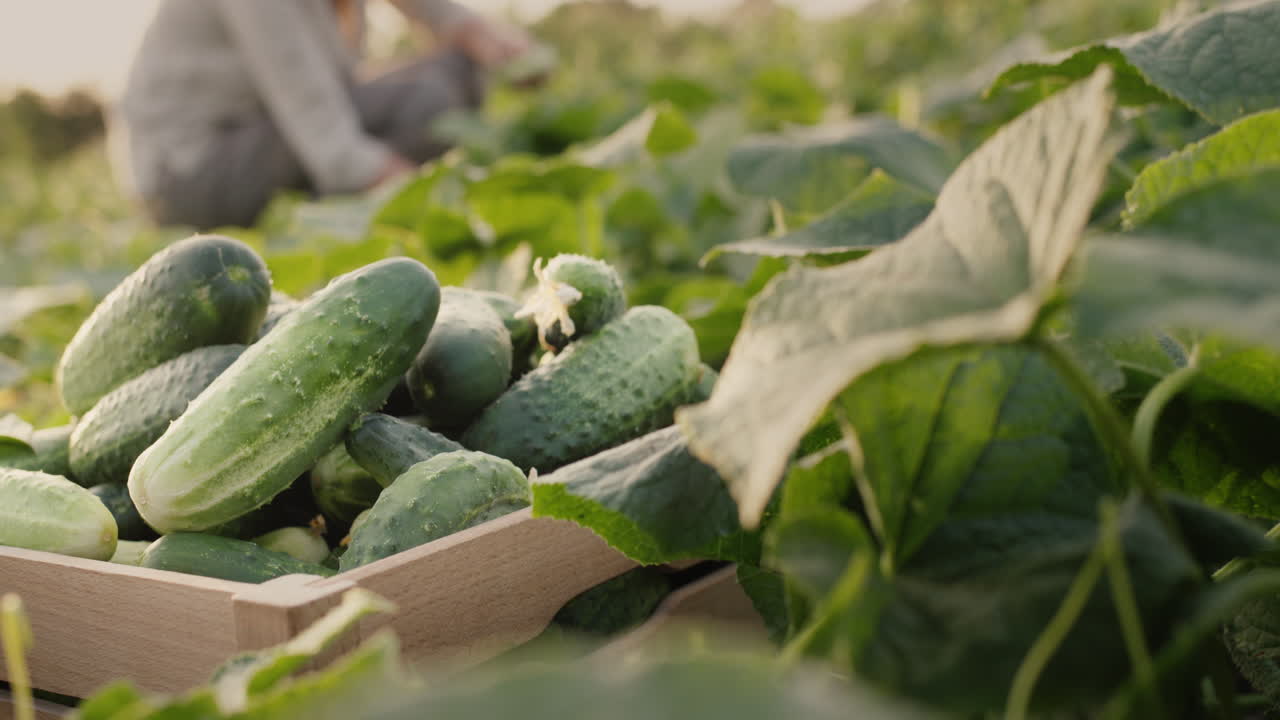 오이를 찾는 여성 농부를 배경으로 정원에 있는 오이 상자