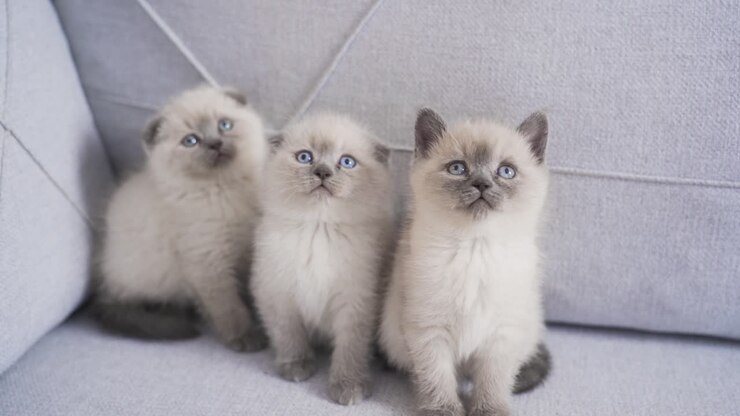 милые котенки оглядываются, играют в игры.