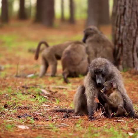 Una-Tropa-De-Babuinos-Adultos-Y-Bebés-Se-Sientan-En-Un-Bosque-Y-Se-Acicalan-Unos-A-Otros