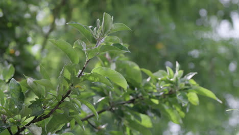 Hojas-De-Manzano-Verde-Después-De-La-Lluvia-En-Verano-Soleado