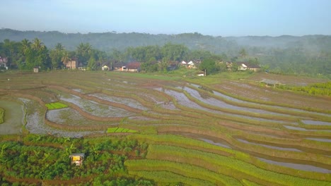 Slow-aerial-shot-of-tropical-rice-field-with-traditional-farmer-is-plowing-the-field-with-buffalo-on-it