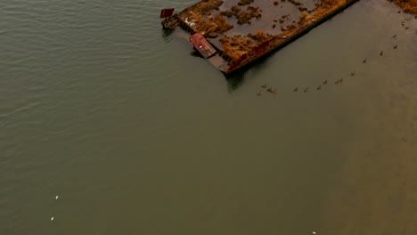 una vista aérea sobre el arroyo coney island en una mañana nublada con patos y gaviotas nadando en el arroyo junto a un muelle oxidado hundido