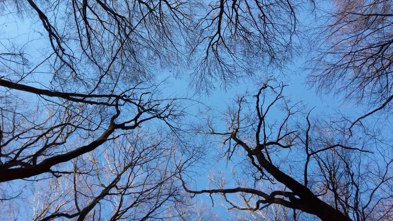 Branches d'arbres sur fond de ciel