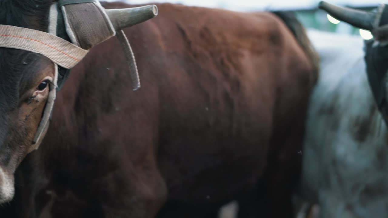 Cows face close up