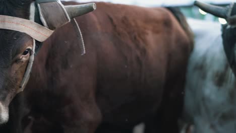 Cows-face-close-up