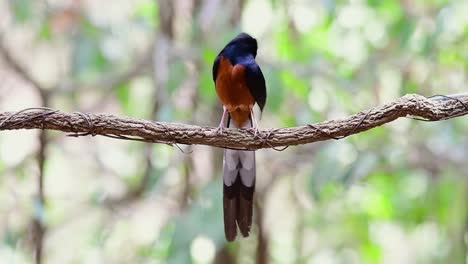 shama de rabadilla blanca encaramado en una vid con fondo bokeo del bosque, copsychus malabaricus, en cámara lenta