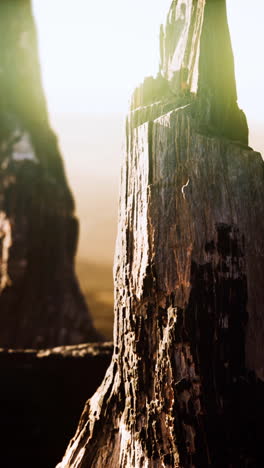 logs and trunks after the forest fire