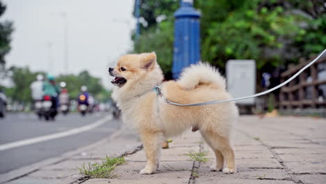 pomeranian spitz dog barks on the street