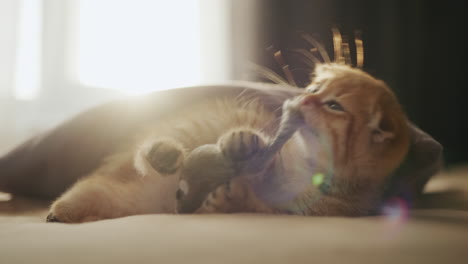a cute red kitten plays on the bed with a toy, the morning sun shines from the window. comfort and cosiness in the house