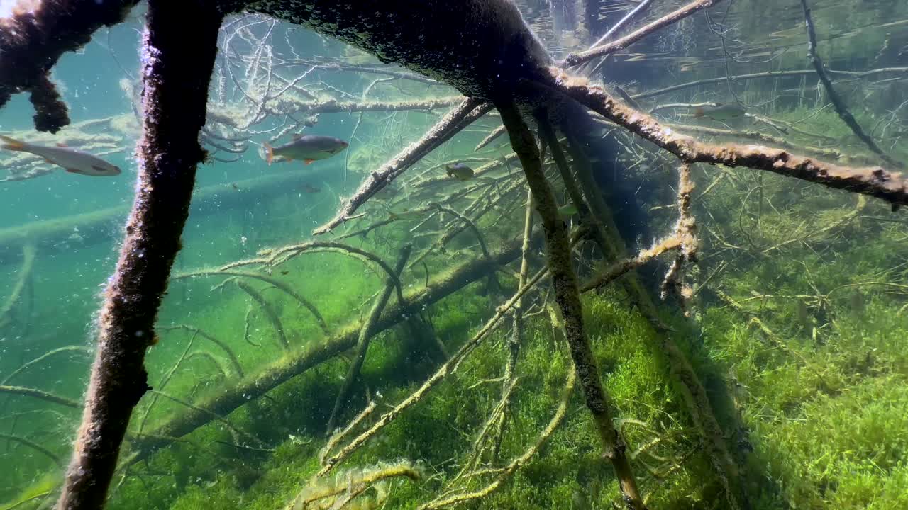 Common roaches (Rutilus rutilus) swimming between the branches of sunken tree in a lake in Estonia