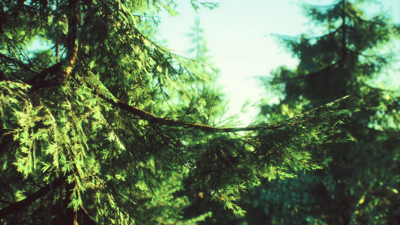 Lush green pine branches swaying gently in the sunlight of a serene forest
