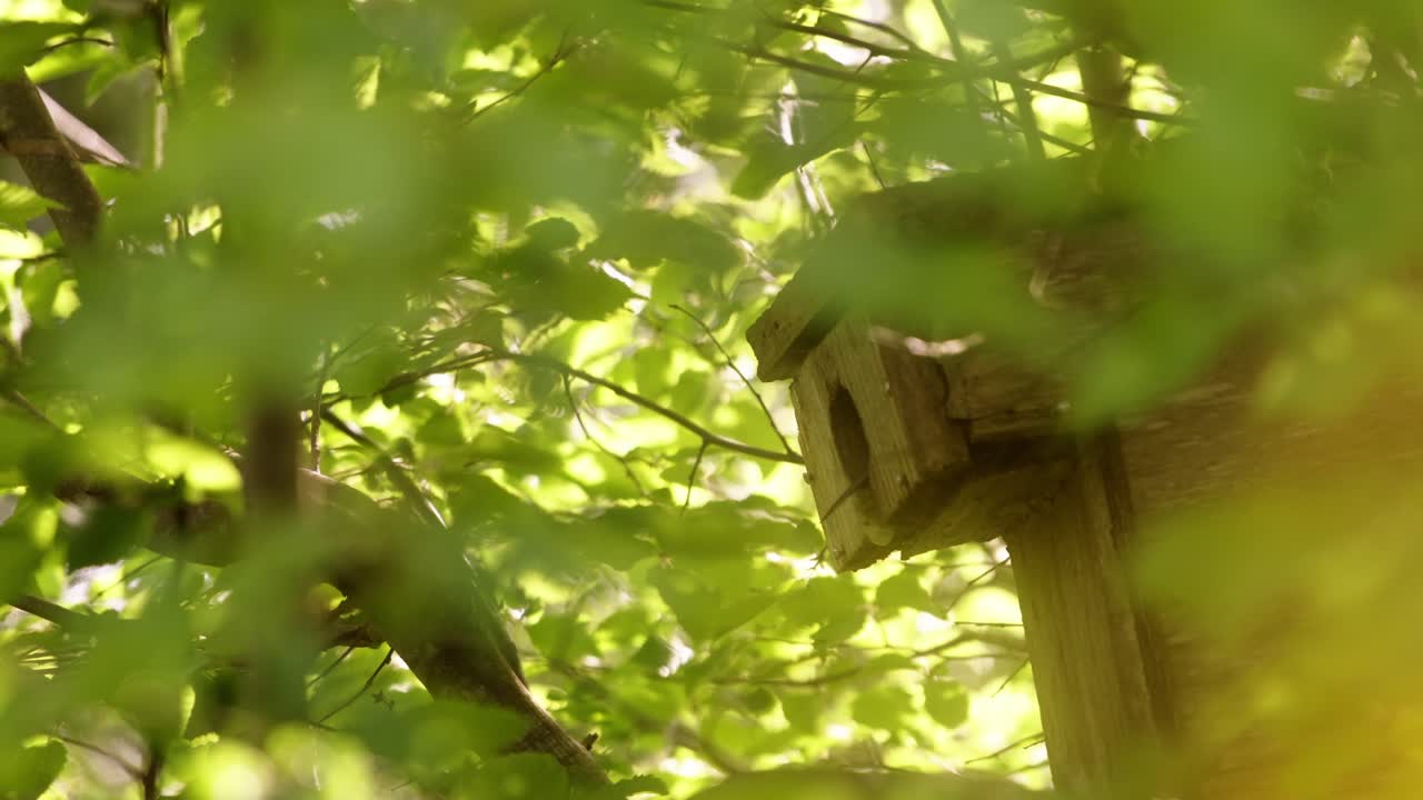 Hungry chicks await juicy green feast in the nest