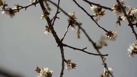 Ramas-Con-Flores-En-Flor-De-Primavera,-Flores-De-árboles-De-Huerta