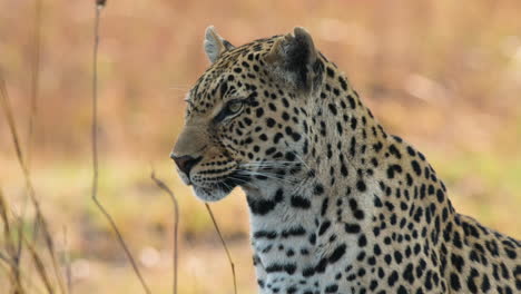 Leopardo-Africano-Cazando-Presas.-De-Cerca