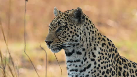 african leopard hunting for prey. closeup