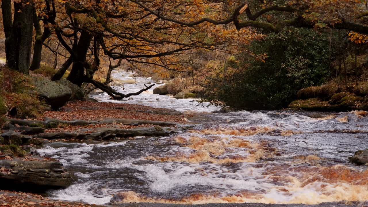 bosque sereno de invierno: arroyo lento, robles dorados y hojas caídas que cubren el paisaje pacífico y relajante