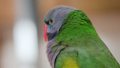 lord derby's parakeet  - head close-up