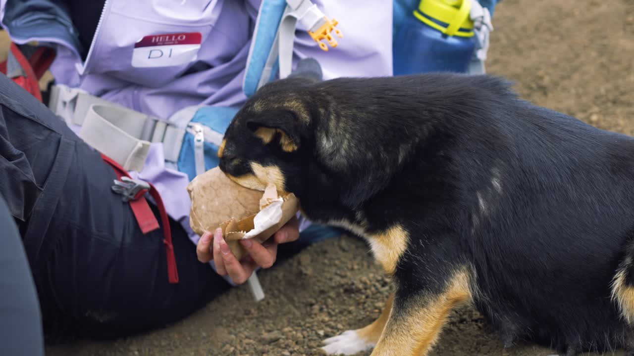 dog eats food treats out of brown paper bag on Volcano Acatenango in Guatemala. Beautiful cinematic 4k.