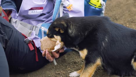 dog eats food treats out of brown paper bag on volcano acatenango in guatemala. beautiful cinematic 4k.