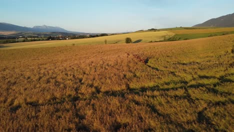 Drone-shot-of-group-of-deers-walking-through-field