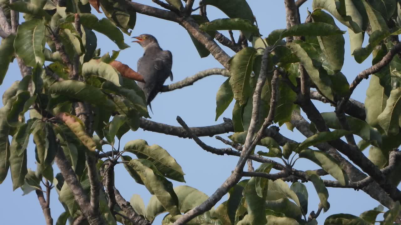 Beautiful Hawk bird relaxing on tree . wind