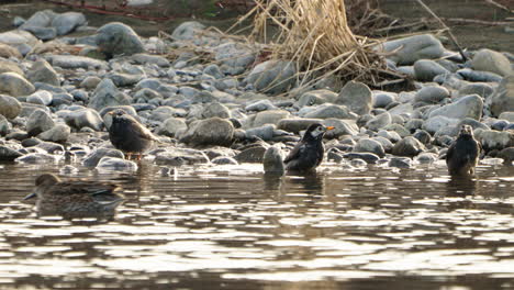 white-cheeked starling birds drinking water and cleaning themselves in futakotamagawa river, tokyo, japan - static shot