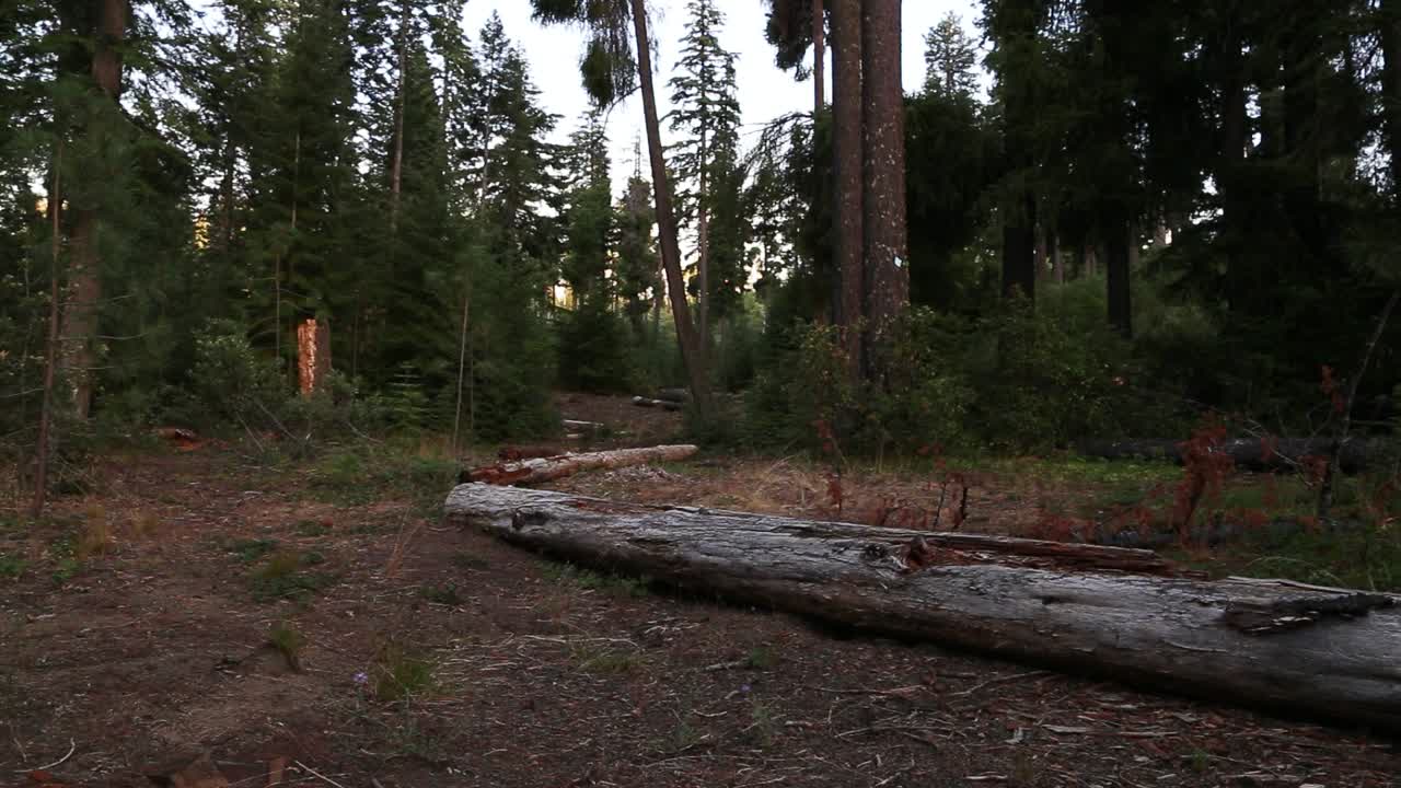 TREES, WOODS, TREES, GREEN, BLUE, CAMPING, OUTDOORS, DAYTIME, LOG