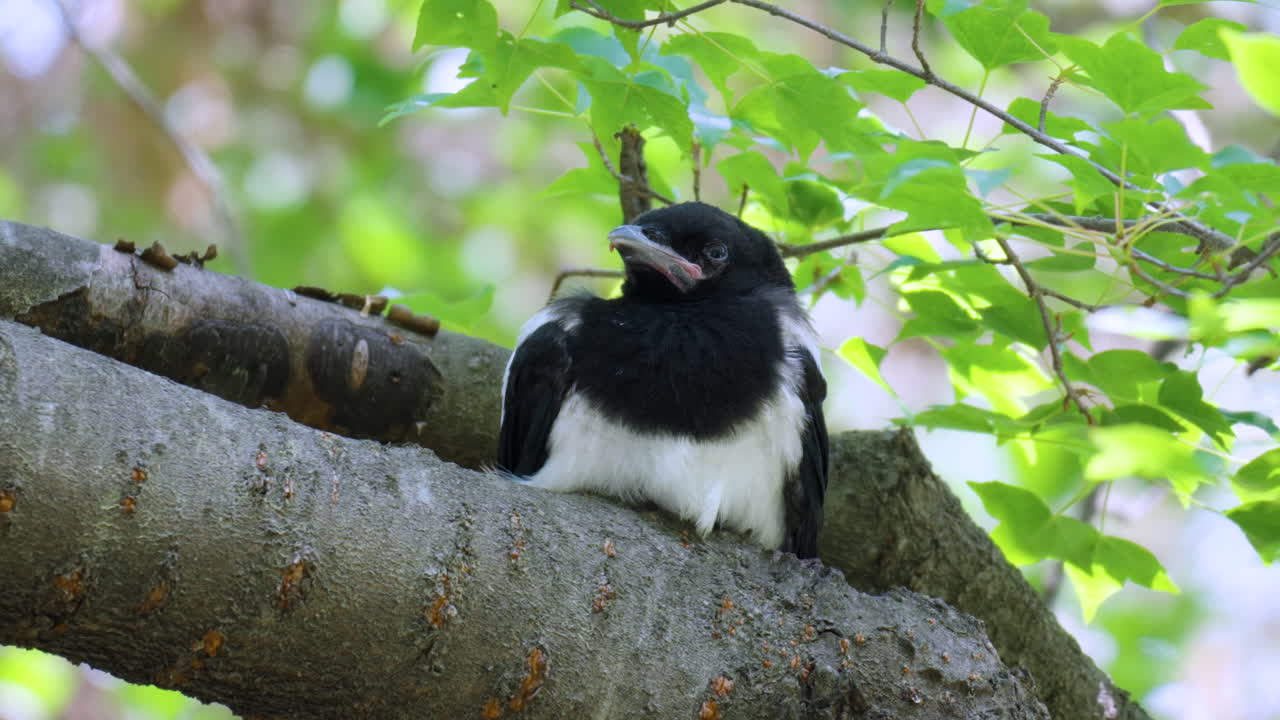 유라시아 마그피 새끼 가 나무 가지 에 잠을 자고 있다