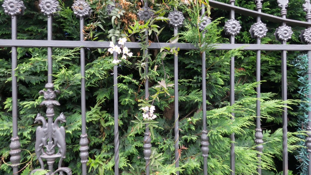 Dekorativt sort smedejernshegn med blomstermotiver mod en frodig grøn cypreshæk. Hvid blomstrende plante klatrer gennem tremmerne.