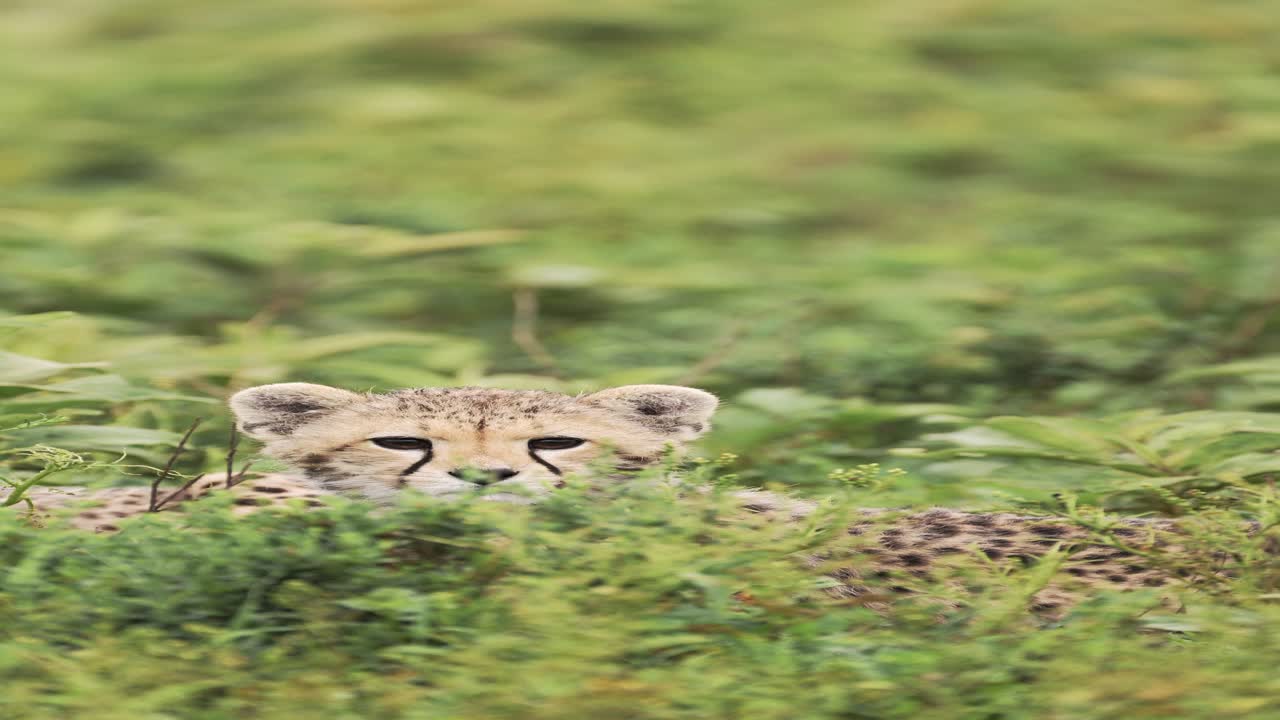 bonito retrato de bebé guepardo, primer plano de guepardos en áfrica, vida silvestre africana video de animales verticales para las redes sociales, instagram reels y tiktok en tanzania en el parque nacional del serengeti