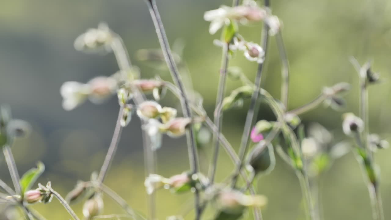 에서 꽃이 꽃을 피우고 있다. 프랑스 남쪽 오크시타니아에서 가까이 찍은 사진.