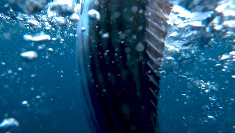 underwater view of bonita at san clemente island, slow motion