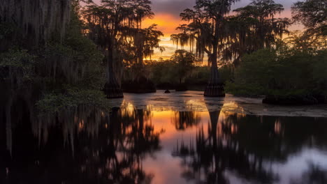 misty cypress trees reflected in a tranquil swamp at dawn