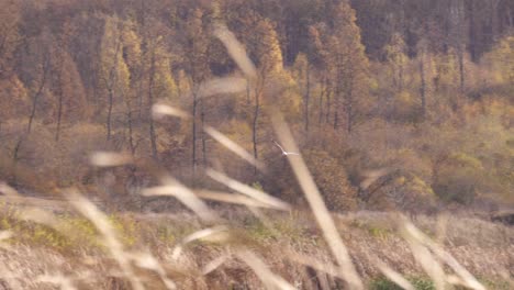 a seagull flying over a lake in autumn - wide pan