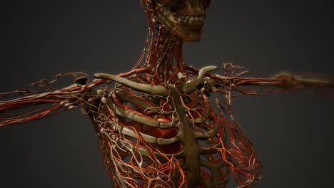 human body blood vessel anatomy