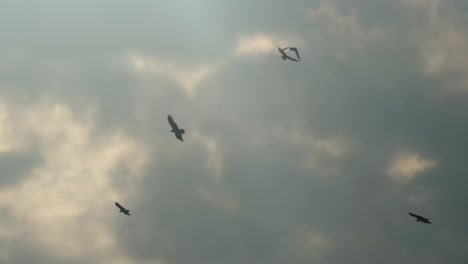 águilas-Y-Aves-Rapaces-En-Un-Cielo-Nublado-Con-Algunos-Rayos-De-Sol-Rompiendo