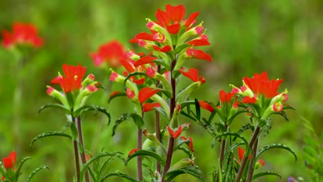 tiro estático de primer plano de flores de pincel indio o fuego de pradera